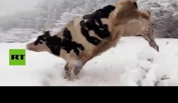 Las vacas se alegran al ver la nieve por primera vez