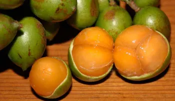 Esta fruta ha demostrado ser más efectiva que muchas para curar el cáncer y otras enfermedades