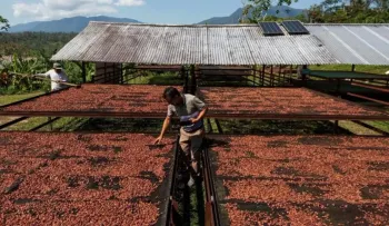 Cacao dominicano genera más de US$2,642 millones en divisas desde 2019