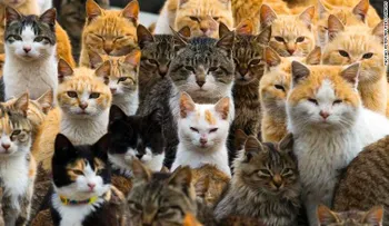 ¿Por qué las redes se llenaron de gaticos después del ataque en Barcelona?