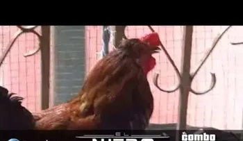 Un gallo que alegadamente dice: Cristo viene