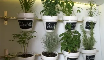 Consejos para plantar un huerto de plantas aromáticas y medicinales