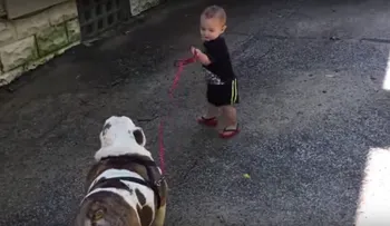 Este bulldog no quiere que un bebé lo lleve a pasear
