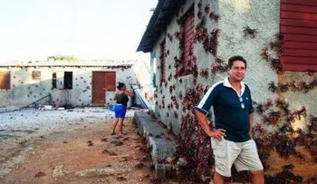 Miles de cangrejos invaden pueblo en Cuba