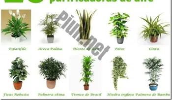 10 plantas purificadoras de aire que te conviene tener en casa 