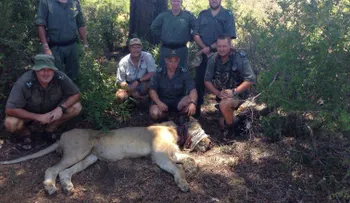 Turistas salvan a un león atrapado con una soga en el cuello en un parque de Sudáfrica