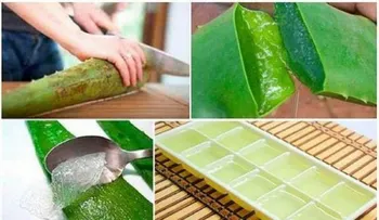 Por qué deberías congelar el aloe vera o sabila: Cuando lo sepa nunca dejarás de hacerlo