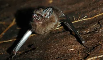 Usarán murciélagos para combatir al mosquito transmisor del dengue