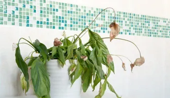 Las 15 cosas que no puede hacer con tus plantas del hogar 