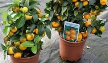 Cómo cultivar mandarinas en casa