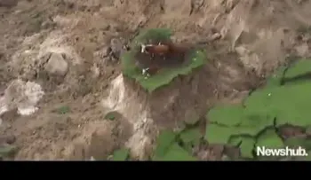 La manera increíble que tres vacas se salvan del Terremoto en Nueva Zelanda