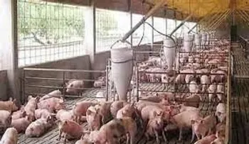 RD será sede de Cumbre Porcina para mejorar calidad en la producción del sector 