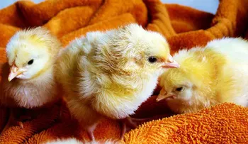 Crearán un "superpollo" inmune a la gripe para evitar pandemia mortal 