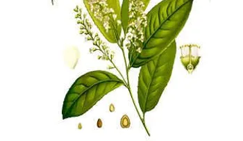 Otros beneficios del laurel: Mejora la digestión; reduce el ardor estomacal; antiinflamatorio; estreñimiento y anticancerígeno