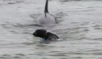 Video: el perro que no quería nadar