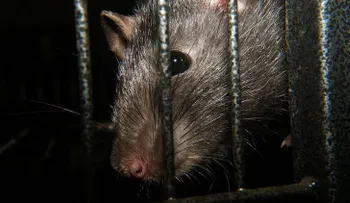 Ratadzillas: ratas del tamaño de un gato causan espanto en Londres 