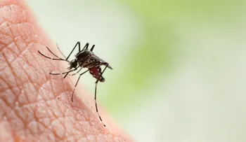 Mexicanos crean bioinsecticida para controlar zika, dengue y chikunguña