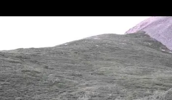 La forma de bajar de este oso te hará morir de la risaâ?¦(VIDEO) 