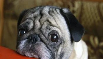 5 formas destruyes espíritu de tu perro sin saberlo