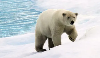 Los osos polares tendrán problemas para sobrevivir si continúa el cambio climático