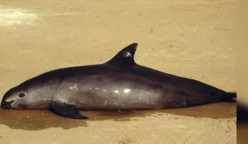 Peña Nieto, Carlos Slim y Leonardo DiCaprio se unen para salvar a la vaquita mexicana