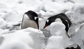 Iceberg causa muerte de 150.000 pingüinos en la Antártica