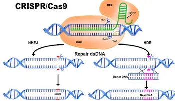 Científicos chinos crean un método para revertir avance del cáncer