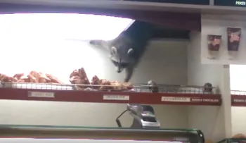 Mapache roba un dónut en una cafetería (VIDEO Viral)