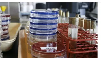 Nueva forma de eliminar bacterias resistentes a antibióticos