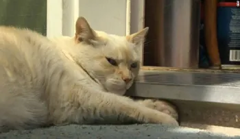 Un gata llamada Baby ataca a un grupo de pit bulls