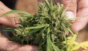 Chile plantará 7.000 semillas de marihuana para uso médico