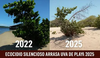 CEBAMDER revela: En Manzanillo se comete un ecocidio ambiental con el apoyo financiero internacional