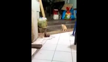 Un gato observa una agresiva pelea de dos ratas... (VIDEO VIRAL)