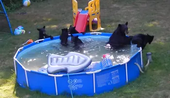 Familia de osos hace 'una fiesta' en la piscina de una familia de Nueva Jersey