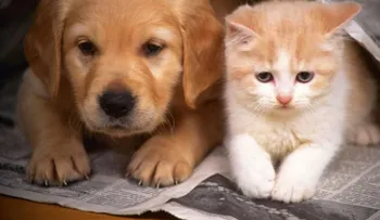 Conoce la importancia de la higiene en la convivencia de mascotas y niños