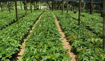 Productores de El Valle ampliarán sus cultivos con plantas híbridas