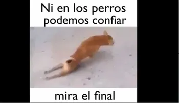 Este perro merece el Oscar como mejor actor (VIDEO)