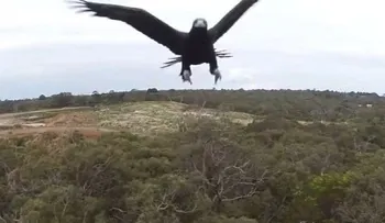 Drones vs. animales: ¿quién ganará la batalla?