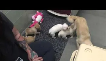 Reencuentro canino de unos cachorros con su madre (Advertencia: Este video es demasiado tierno)