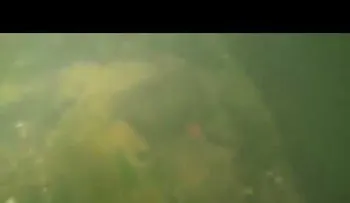 Un buzo buscaba un tesoro en el fondo del río, y se llevó una aterradora sorpresa 
