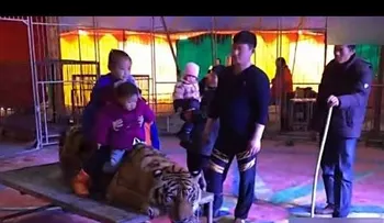 Inmovilizan a un tigre en un circo para que los espectadores puedan tomarse fotos encima de él