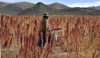 Millonario escándalo de corrupción en Bolivia: investigan desfalco en el Fondo Indígena