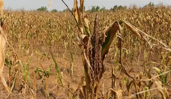 Alertan que época de huracanes agrava crisis alimentaria, aumenta el dengue y chikungunya