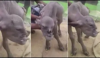 Una cabra mutante que causa sensación en la India