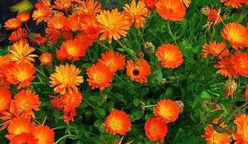 Plantas que curan para plantar en el hogar en el mundo