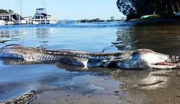 Sale del mar una cosa rarísima en Australia (VIDEO)