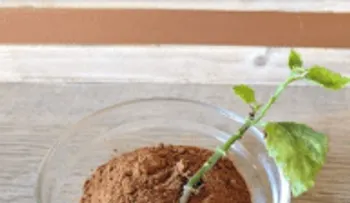 Estas son las razones por las que debes tirar canela en tu jardín