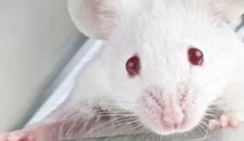 Crean ratones con telómeros más largos y menor envejecimiento sin tocar genes 