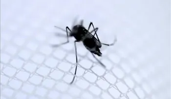 Confirman primeras dos muertes por chikunguña en El Salvador