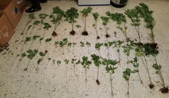 Incautan 111 matas de marihuana en una finca y arrestan mujer fue condenada a 30 años